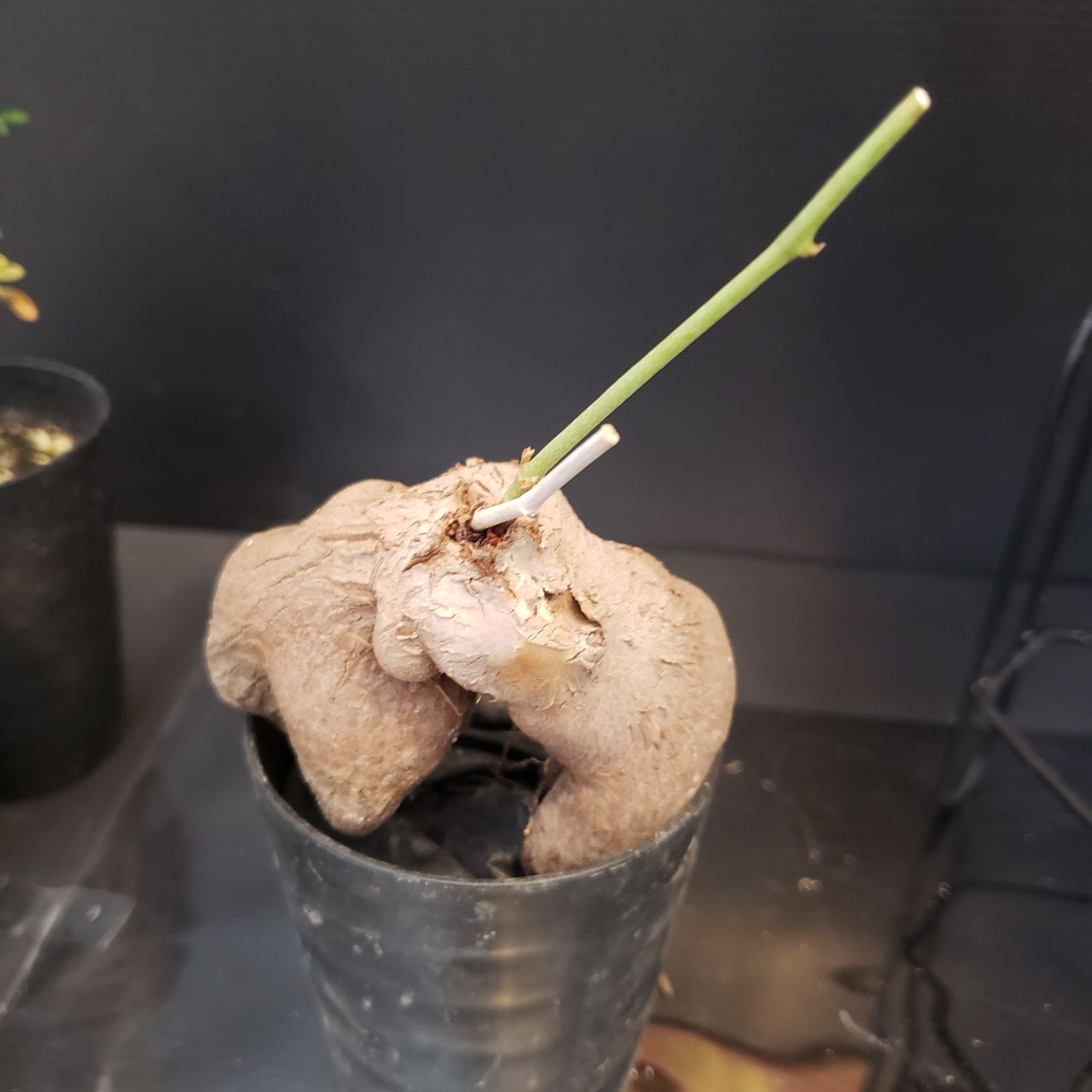 I265【Xmasセール！】トクトクコーデックスセット（抜き苗：グラキリス