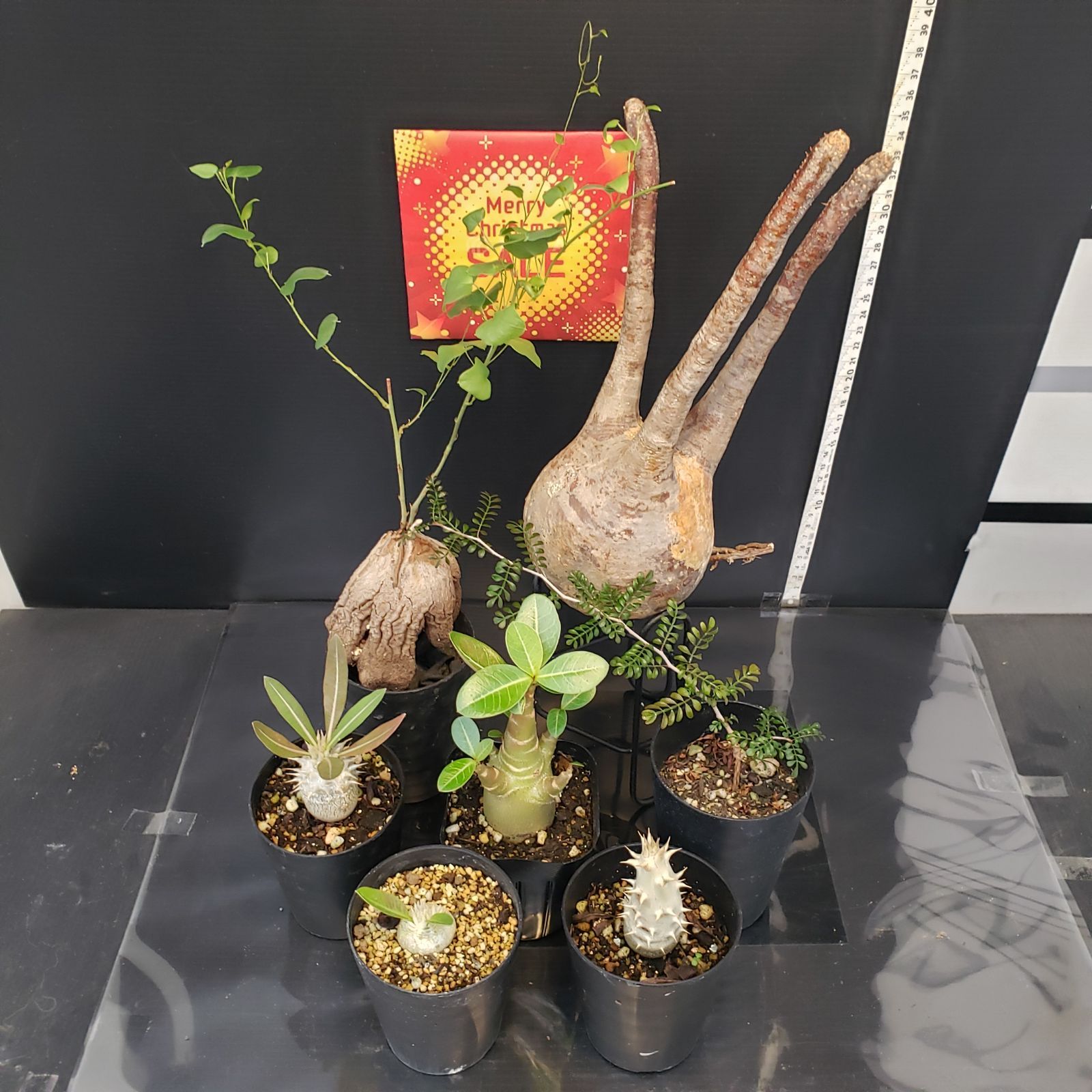 I267【Xmasセール！】トクトクコーデックスセット（抜き苗：グラキリス