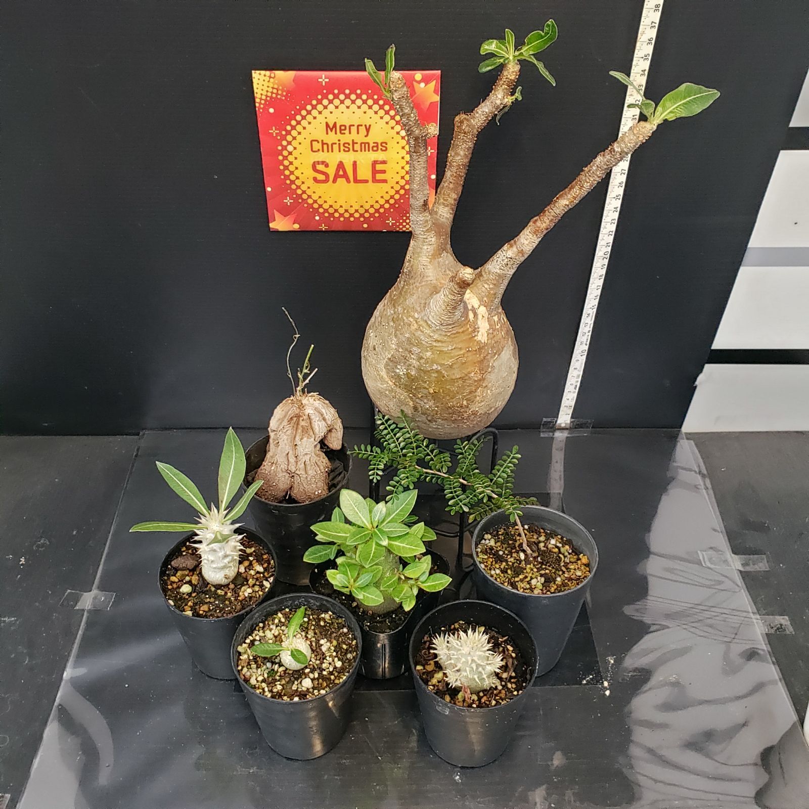 I268【Xmasセール！】トクトクコーデックスセット（抜き苗：グラキリス