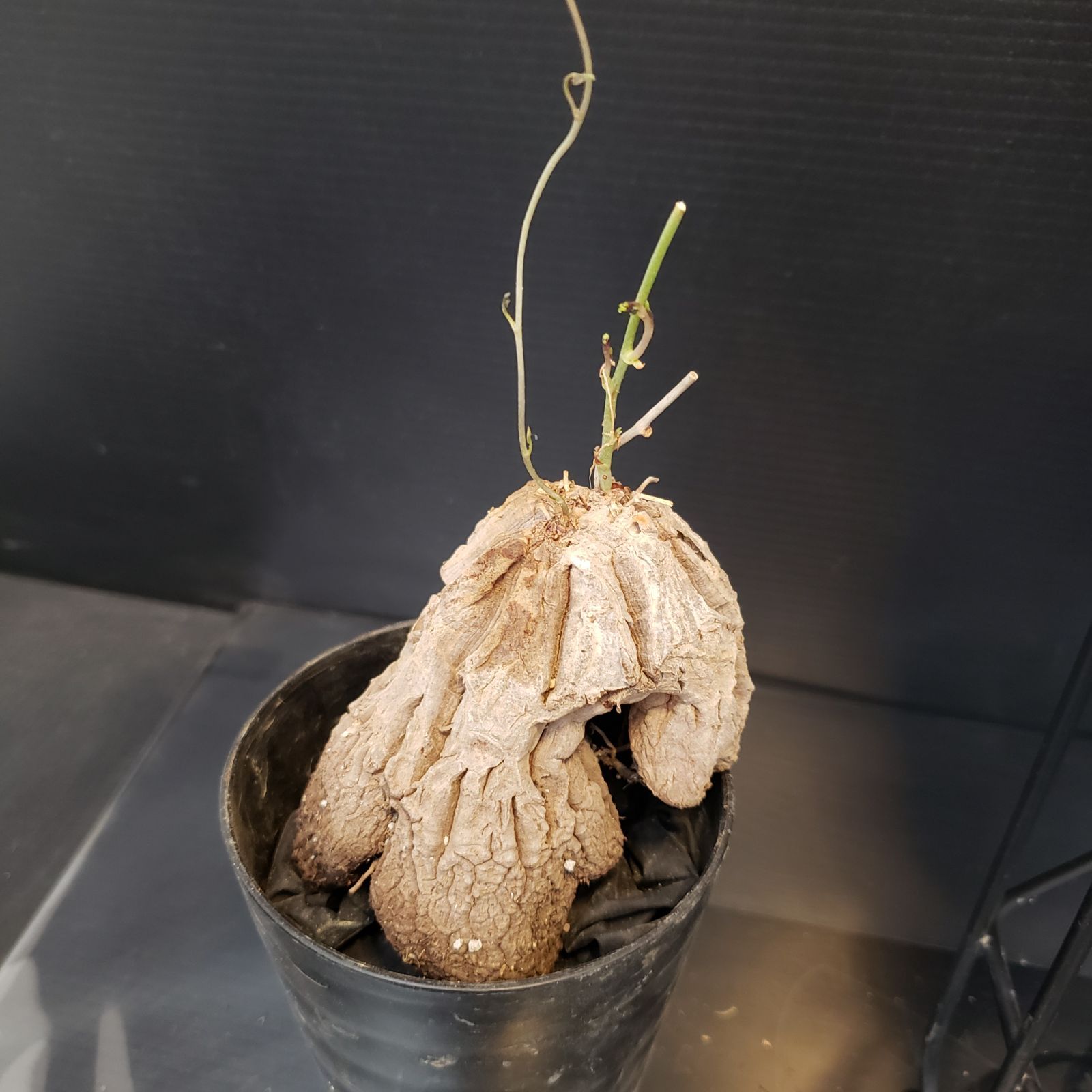 I268【Xmasセール！】トクトクコーデックスセット（抜き苗：グラキリス