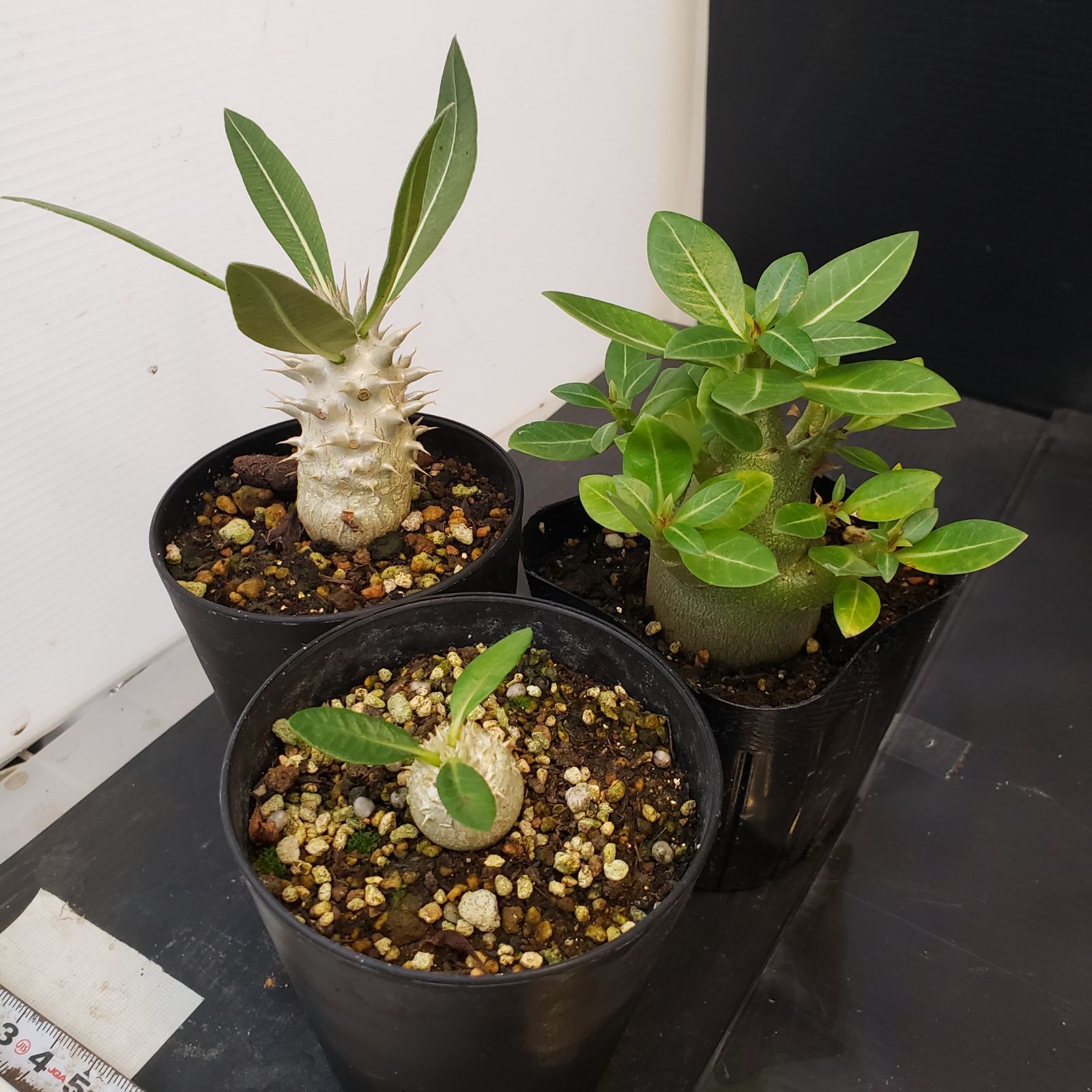 I268【Xmasセール！】トクトクコーデックスセット（抜き苗：グラキリス