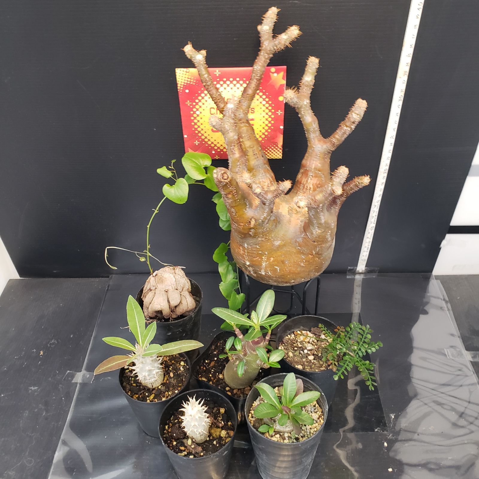 I269【Xmasセール！】トクトクコーデックスセット（抜き苗：グラキリス