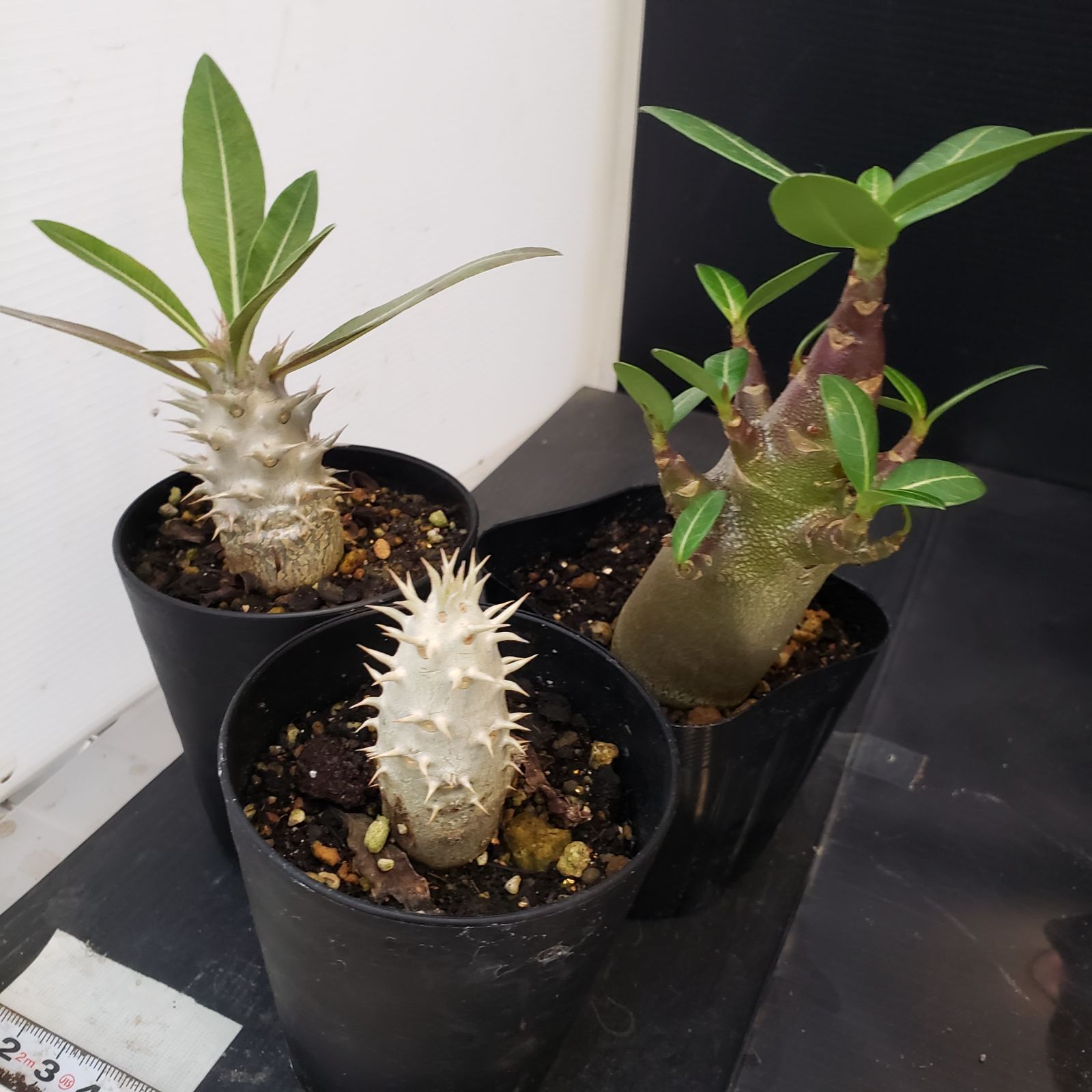 I269【Xmasセール！】トクトクコーデックスセット（抜き苗：グラキリス