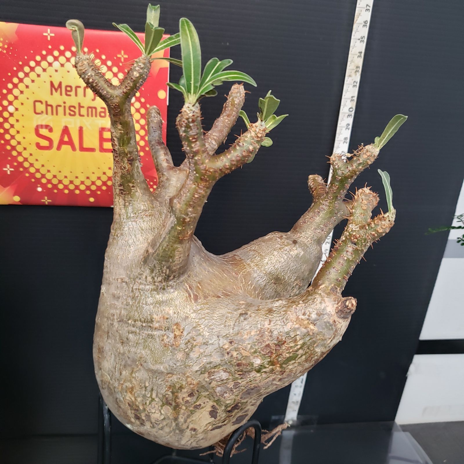 I270【Xmasセール！】トクトクコーデックスセット（抜き苗：グラキリス