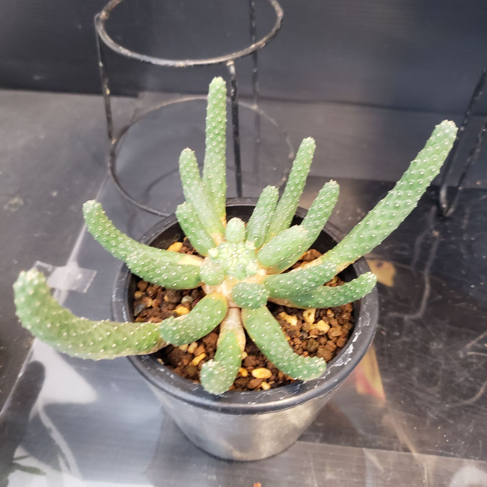 I275【Xmasセール！】トクトクコーデックスセット（抜き苗：グラキリス