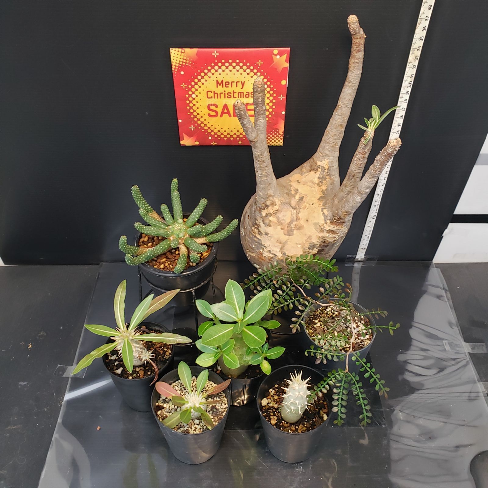 グラキリス　実生株　鉢付き　ばら売り対応 I276【Xmasセール！】トクトクコーデックスセット（抜き苗：グラキリス