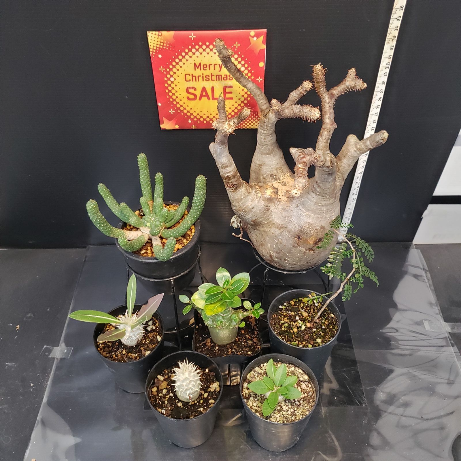 I278【Xmasセール！】トクトクコーデックスセット（抜き苗：グラキリス