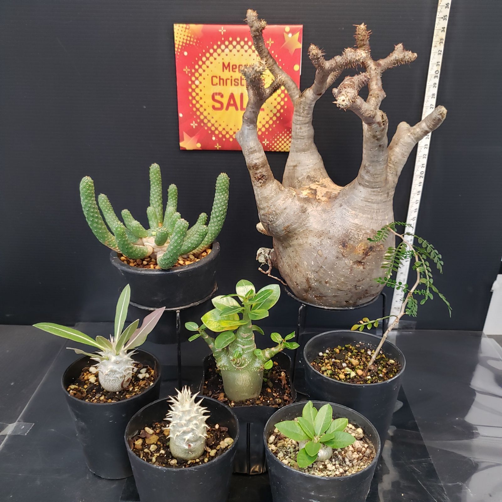 I278【Xmasセール！】トクトクコーデックスセット（抜き苗：グラキリス