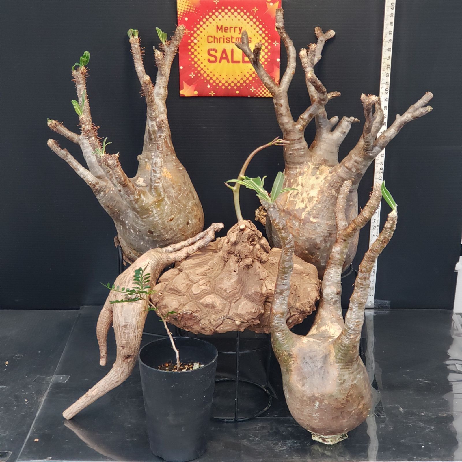 I279【Xmasセール！】トクトクコーデックスセット（抜き苗：グラキリス