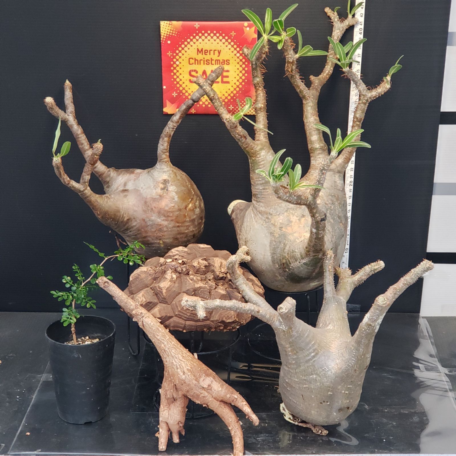 I280【Xmasセール！】トクトクコーデックスセット（抜き苗：グラキリス