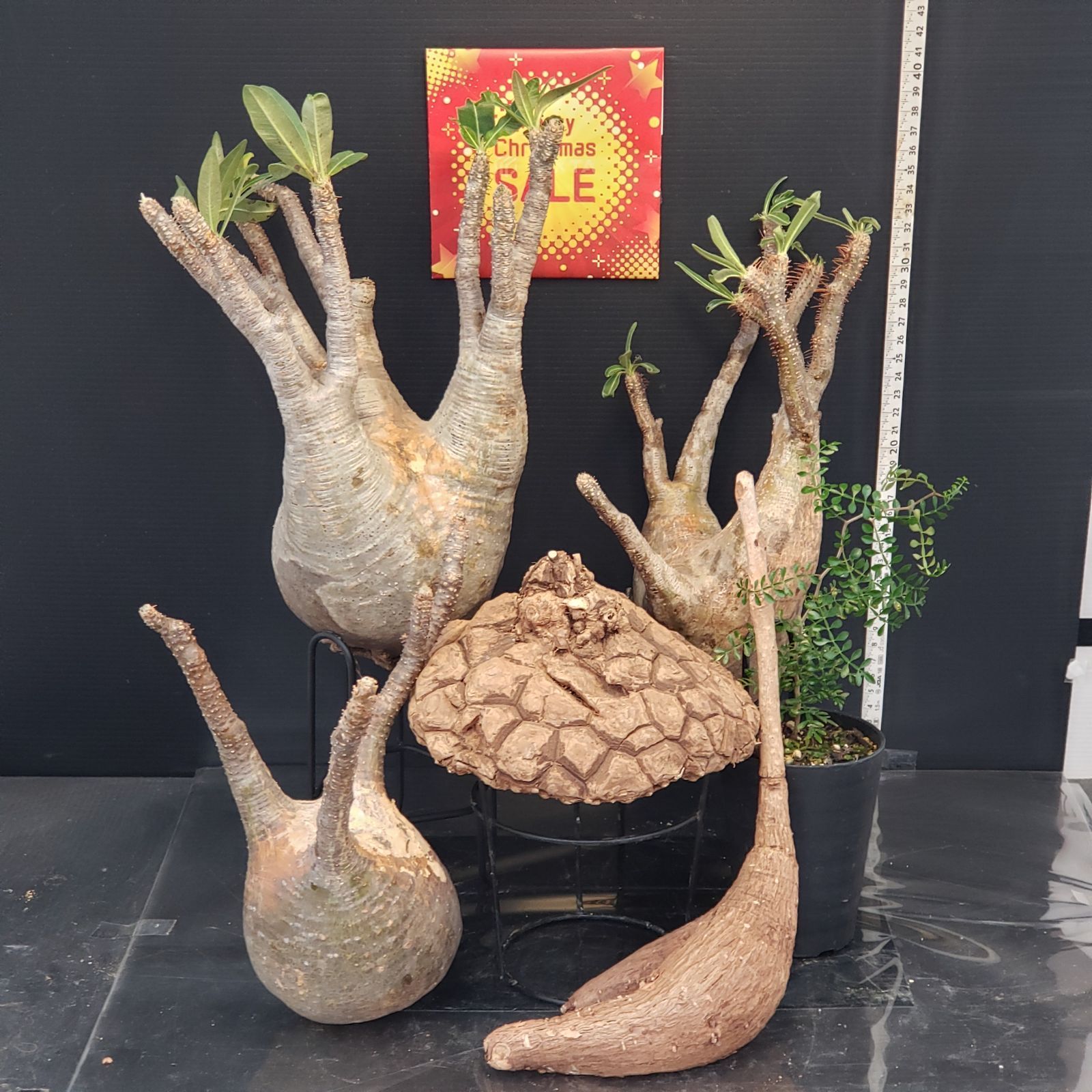 I282【Xmasセール！】トクトクコーデックスセット（抜き苗：グラキリス