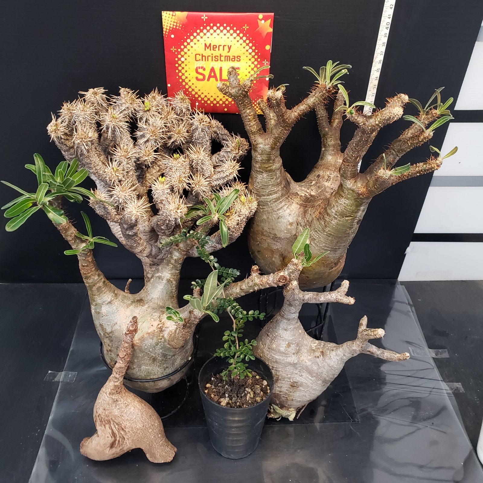 I286【Xmasセール！】トクトクコーデックスセット（抜き苗：グラキリス