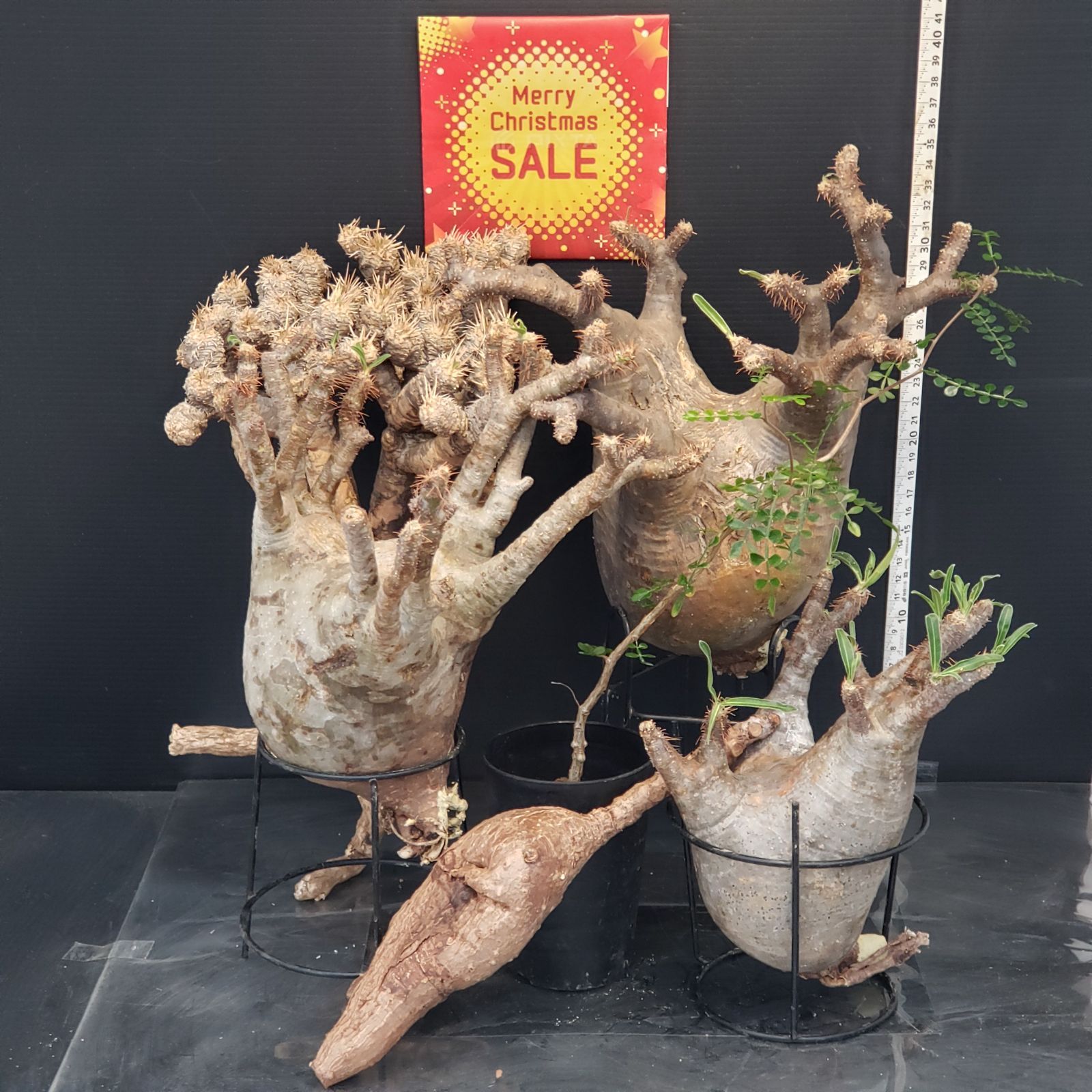 I288【Xmasセール！】トクトクコーデックスセット（抜き苗：グラキリス