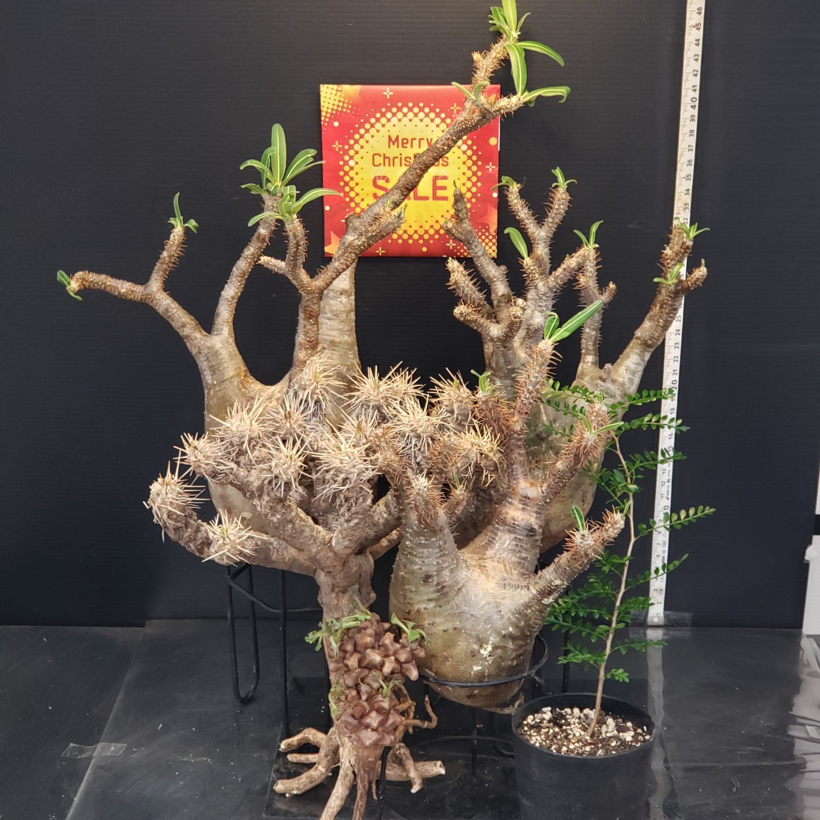 オルビキュラリス　抜き苗(根付き) オルビキュラリス 抜き苗(根付き)