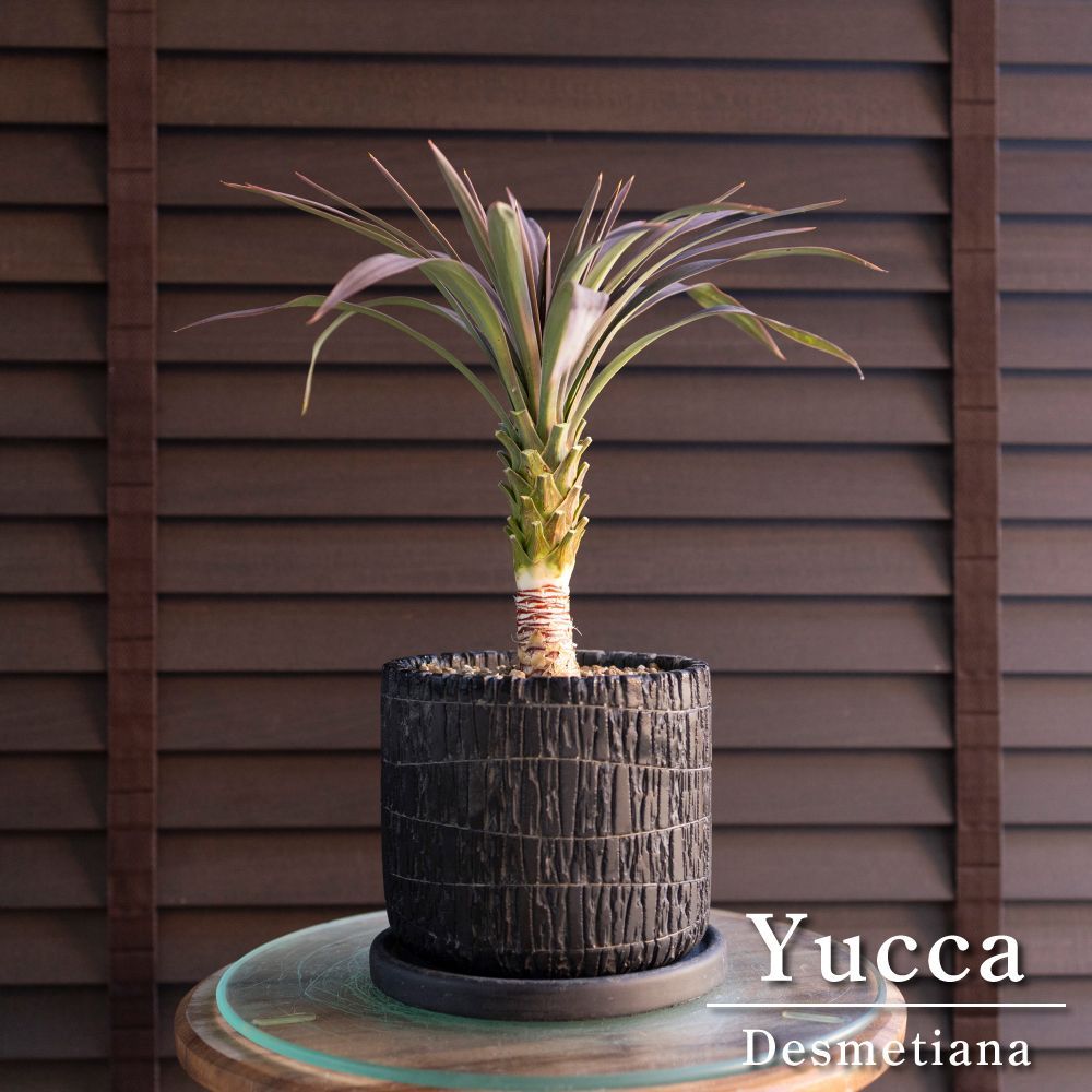 ユッカ デスメティアーナ Yucca Desmetiana ヤシ 幹立ち 5号 陶器鉢