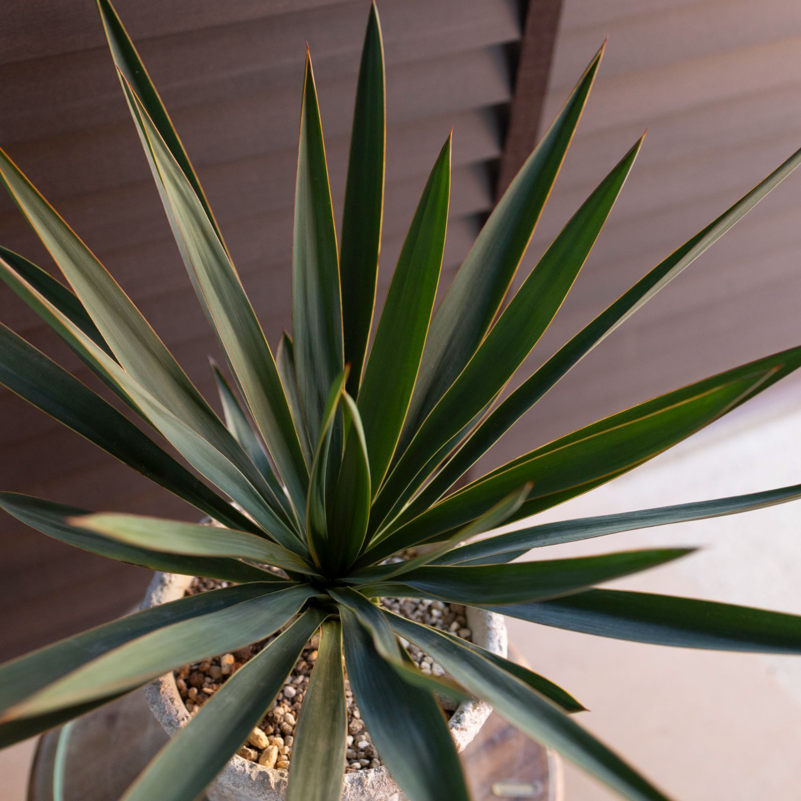 ユッカ グロリオサ Yucca Gloriosa 幹立ち 6号 陶器鉢