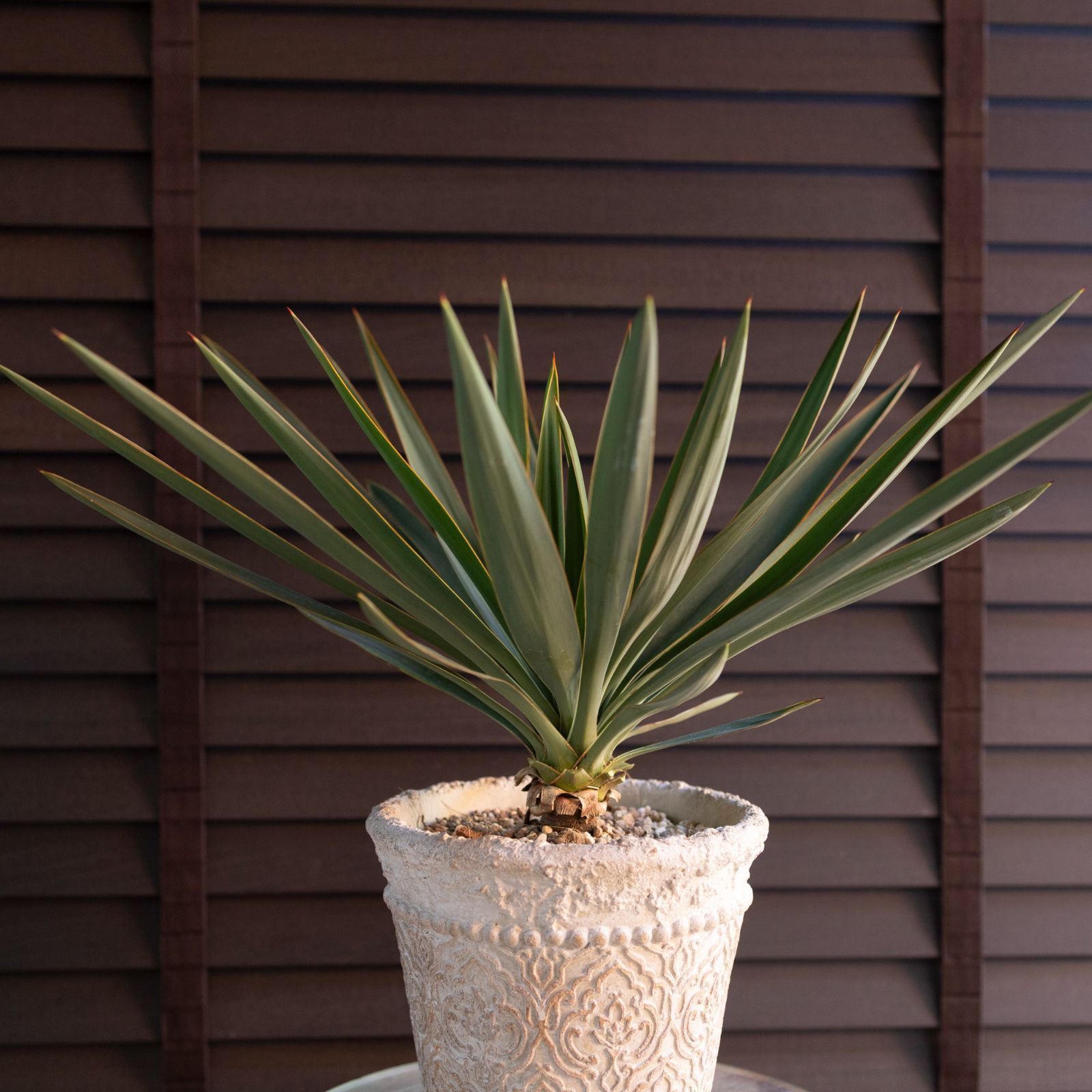 ユッカ グロリオサ Yucca Gloriosa 幹立ち 6号 陶器鉢