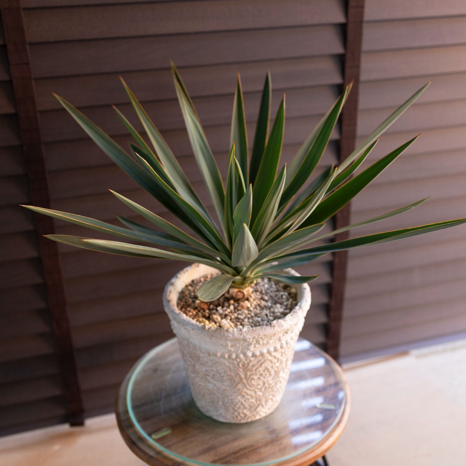 ユッカ グロリオサ Yucca Gloriosa 幹立ち 6号 陶器鉢