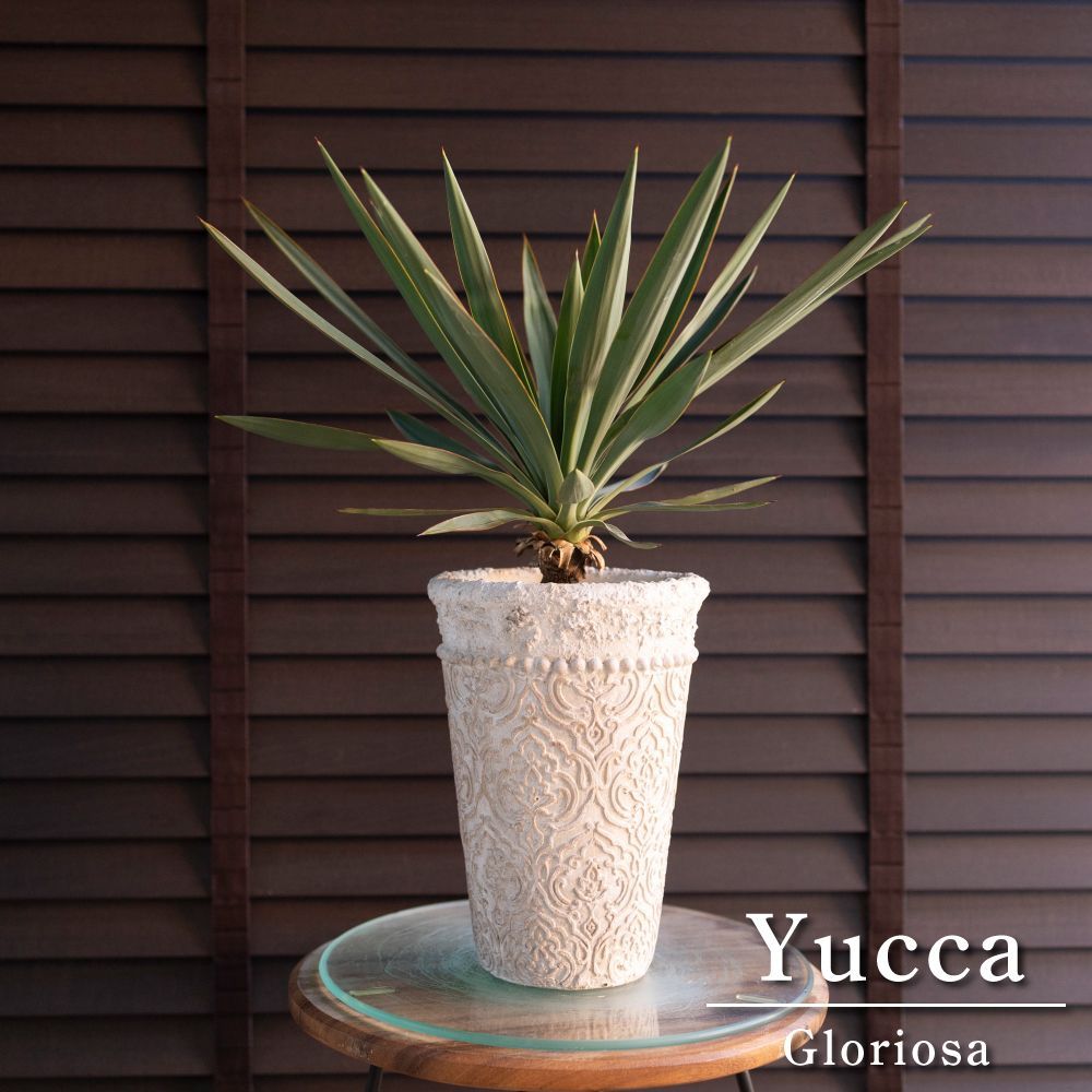 ユッカ グロリオサ Yucca Gloriosa 幹立ち 5号ロング 陶器鉢