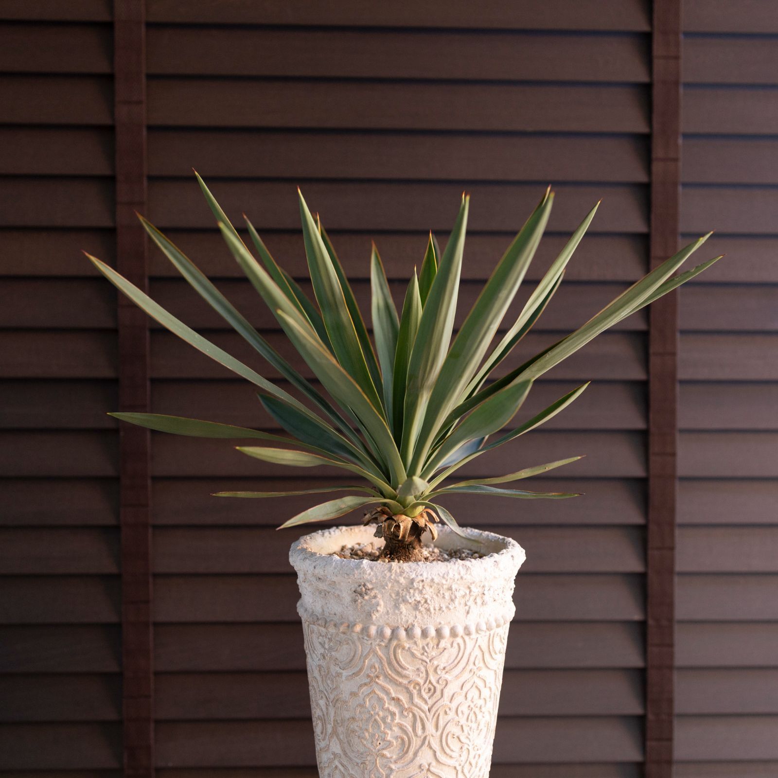 ユッカ グロリオサ Yucca Gloriosa 幹立ち 5号ロング 陶器鉢