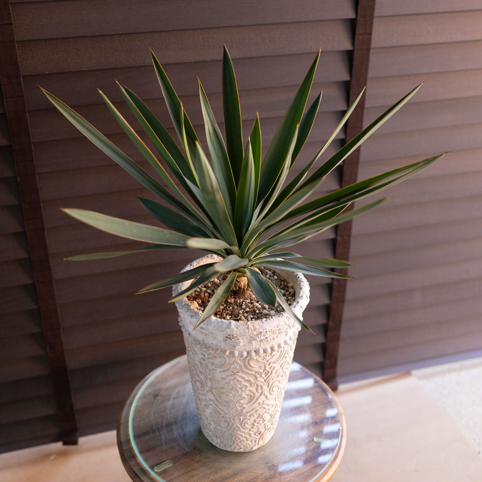 ユッカ グロリオサ Yucca Gloriosa 幹立ち 5号ロング 陶器鉢