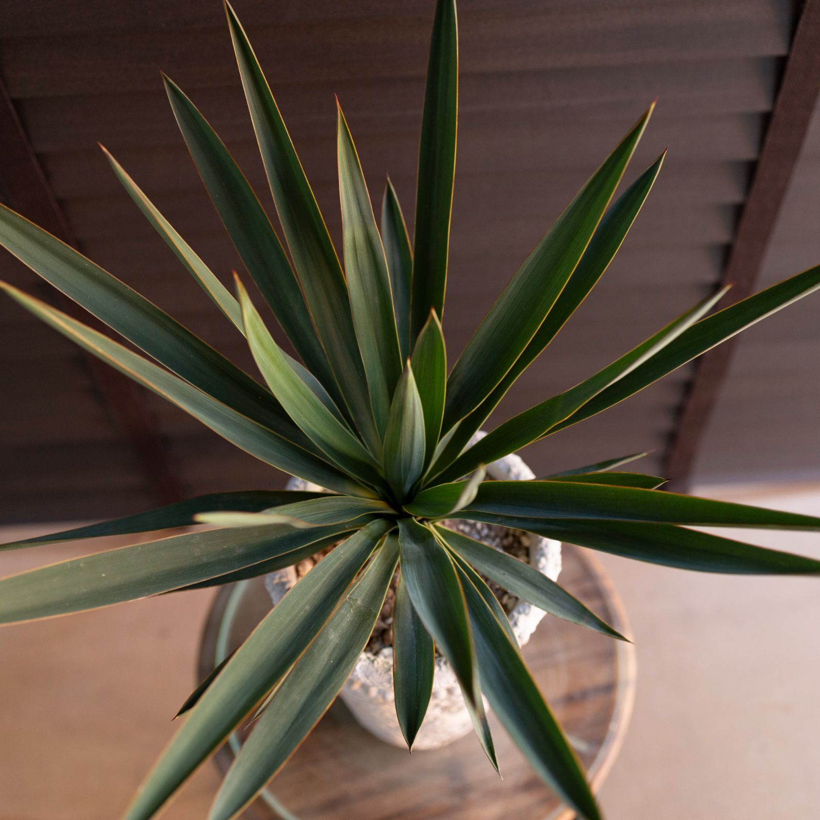 ユッカ グロリオサ Yucca Gloriosa 幹立ち 5号ロング 陶器鉢