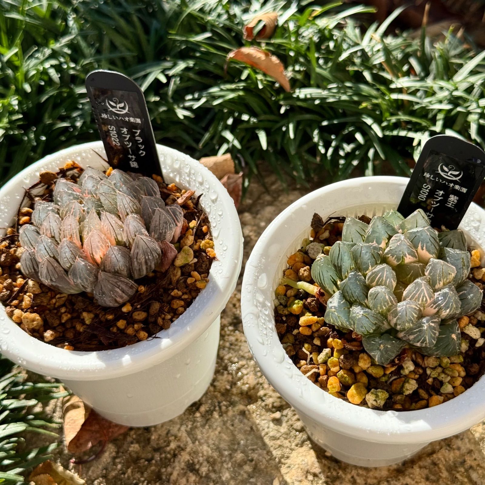 年末セール ブラックオブツーサ錦S1022、紫王オブツーサ錦S1010 - メルカリ