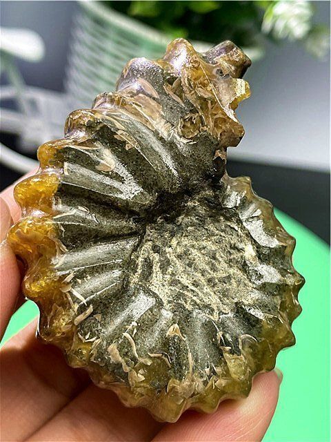 ☆貴重－アンモナイト縫合線オパール化石標本B88U3/39U25B - メルカリ