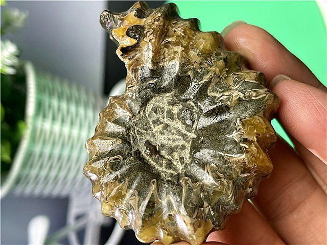 ☆貴重－アンモナイト縫合線オパール化石標本B88U3/39U25B - メルカリ