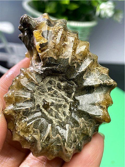 ☆貴重－アンモナイト縫合線オパール化石標本B88U3/39U25B - メルカリ