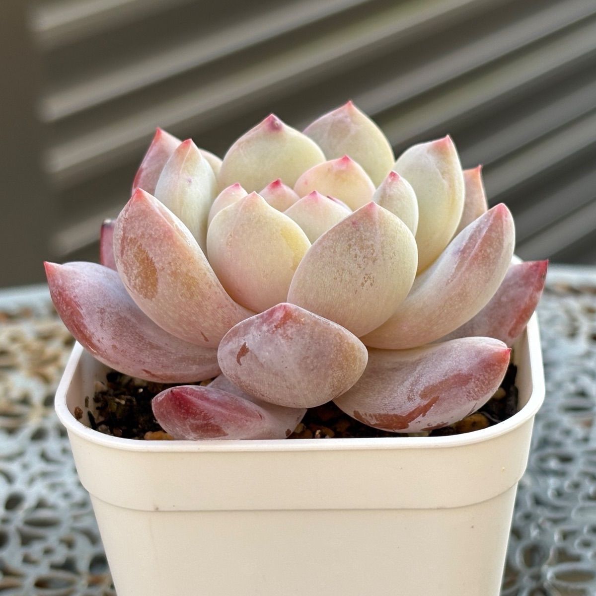 多肉植物 ☘️ モンロー 抜き苗 - メルカリ