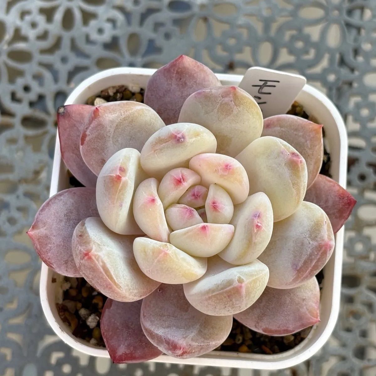 多肉植物 ☘️ モンロー 抜き苗 - メルカリ