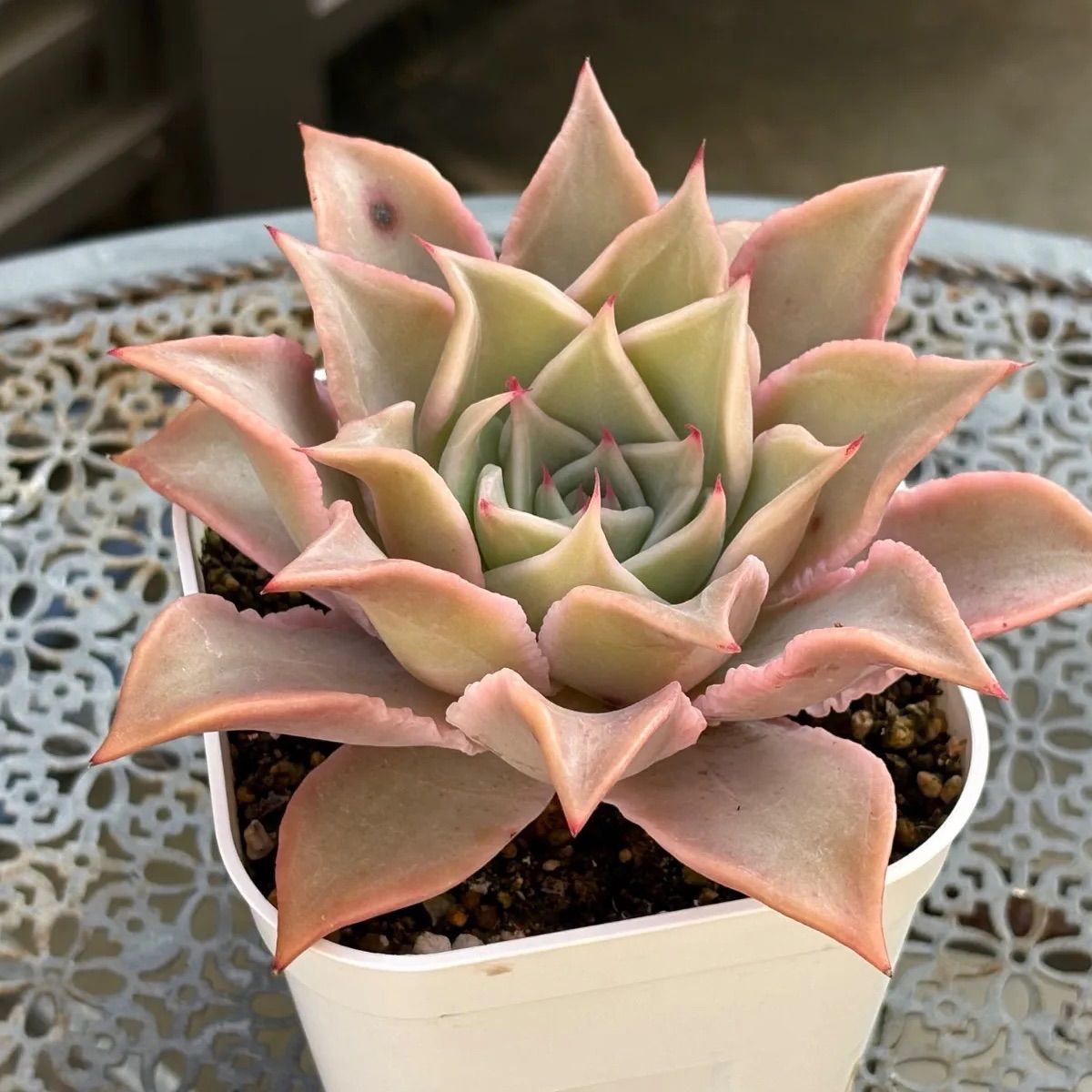 多肉植物 ☘️ マディバ 超大苗 抜き苗 - メルカリ