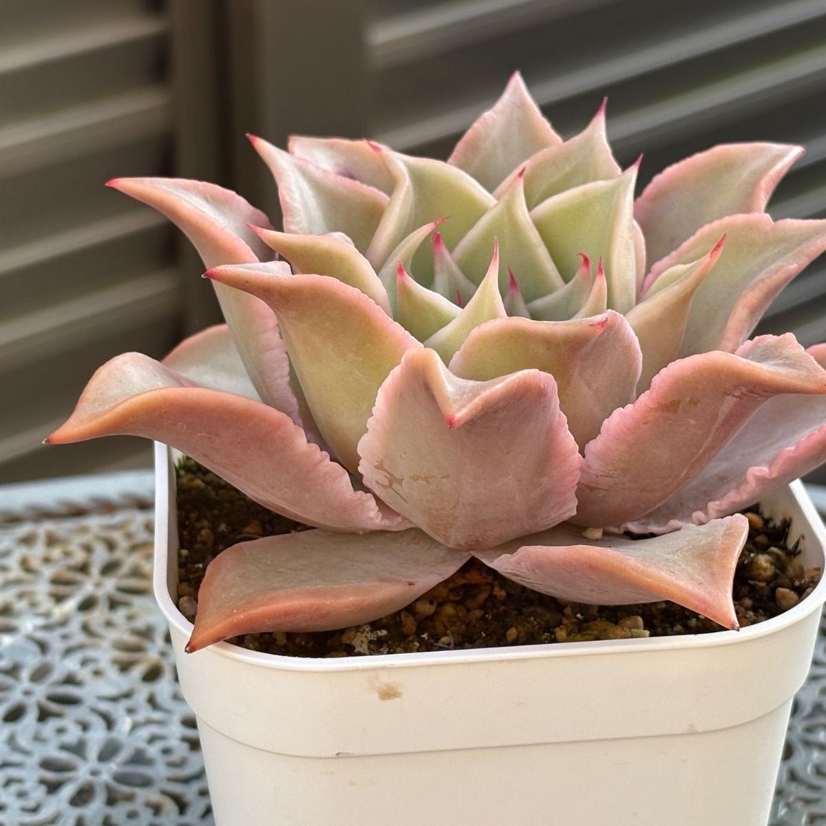 多肉植物 ☘️ マディバ 超大苗 抜き苗 - メルカリ