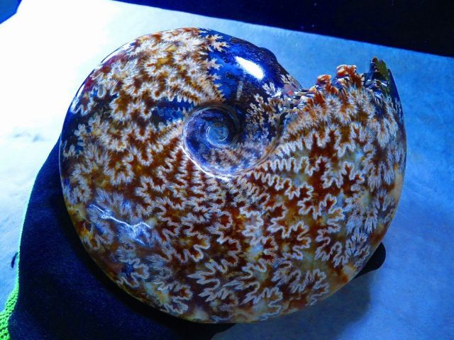 数万個の中の一個☆天然マダガスカル産 ☆ 縫合線オパールアンモナイト