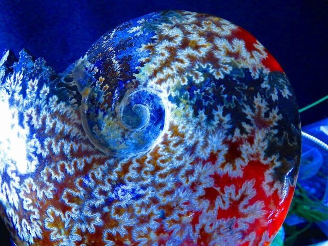 アンモナイトオパール ☆貴重－アンモナイト縫合線オパール化石標本B88U3/199U19D - メルカリ