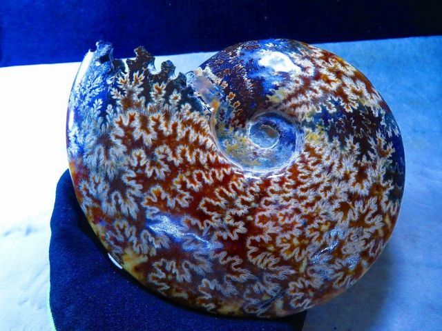 アンモナイトオパール アンモナイト オパール化遊色 マダガスカル産 25g 化石 | iichi 日々の