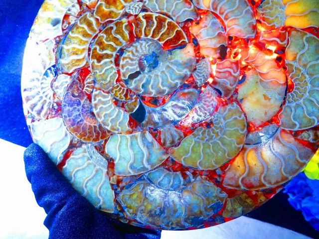 超限定品天然マダガスカル産オパールアンモナイト 化石 100個 超巨大型15ｋｇ 超限定品天然マダガスカル産オパールアンモナイト 化石 100個 超巨大型