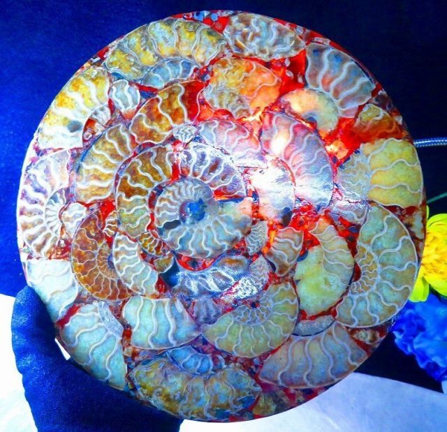 数万個の中の一個☆天然マダガスカル産 ☆ 縫合線オパールアンモナイト