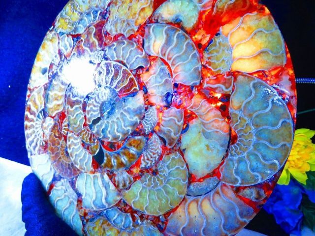 数万個の中の一個☆天然マダガスカル産 ☆ 縫合線オパールアンモナイト