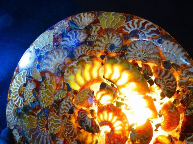 数万個の中の一個☆天然マダガスカル産 ☆ 縫合線オパールアンモナイト