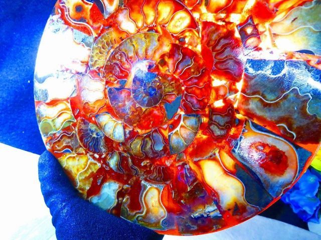 数万個の中の一個☆天然マダガスカル産 ☆ 縫合線オパールアンモナイト