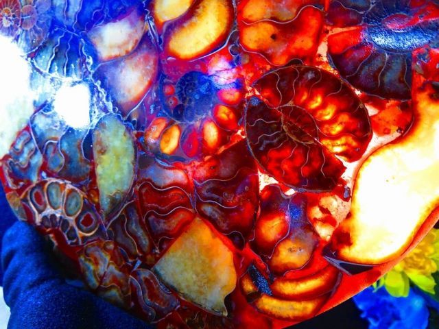 マダガスカル アンモナイト 遊色 極上 大サイズ 鉱物 標本 化石 GOLD STONE アンモナイト 化石 遊色効果 マダガスカル産 ポリッシュ M