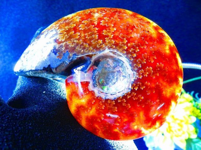 数万個の中の一個☆天然マダガスカル産 ☆ 縫合線オパールアンモナイト