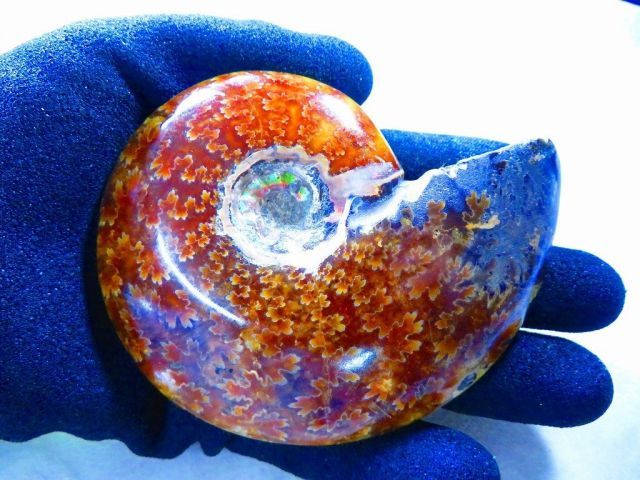 超限定品天然マダガスカル産オパールアンモナイト 化石 100個 超巨大型15ｋｇ 数万個の中の一個☆天然マダガスカル産 ☆ 縫合線オパールアンモナイト