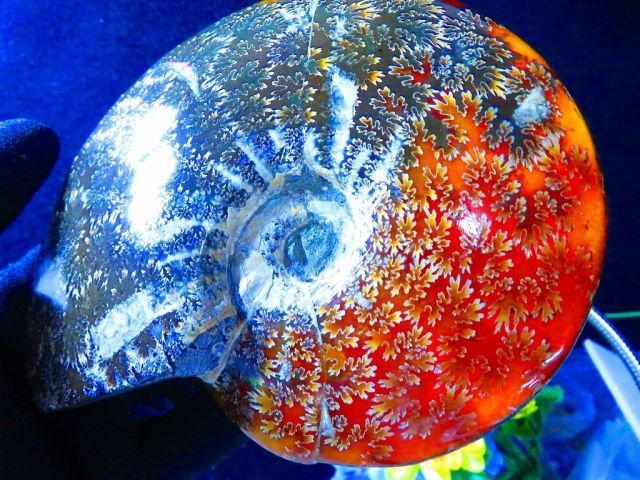 数万個の中の一個☆天然マダガスカル産 ☆ 縫合線オパールアンモナイト