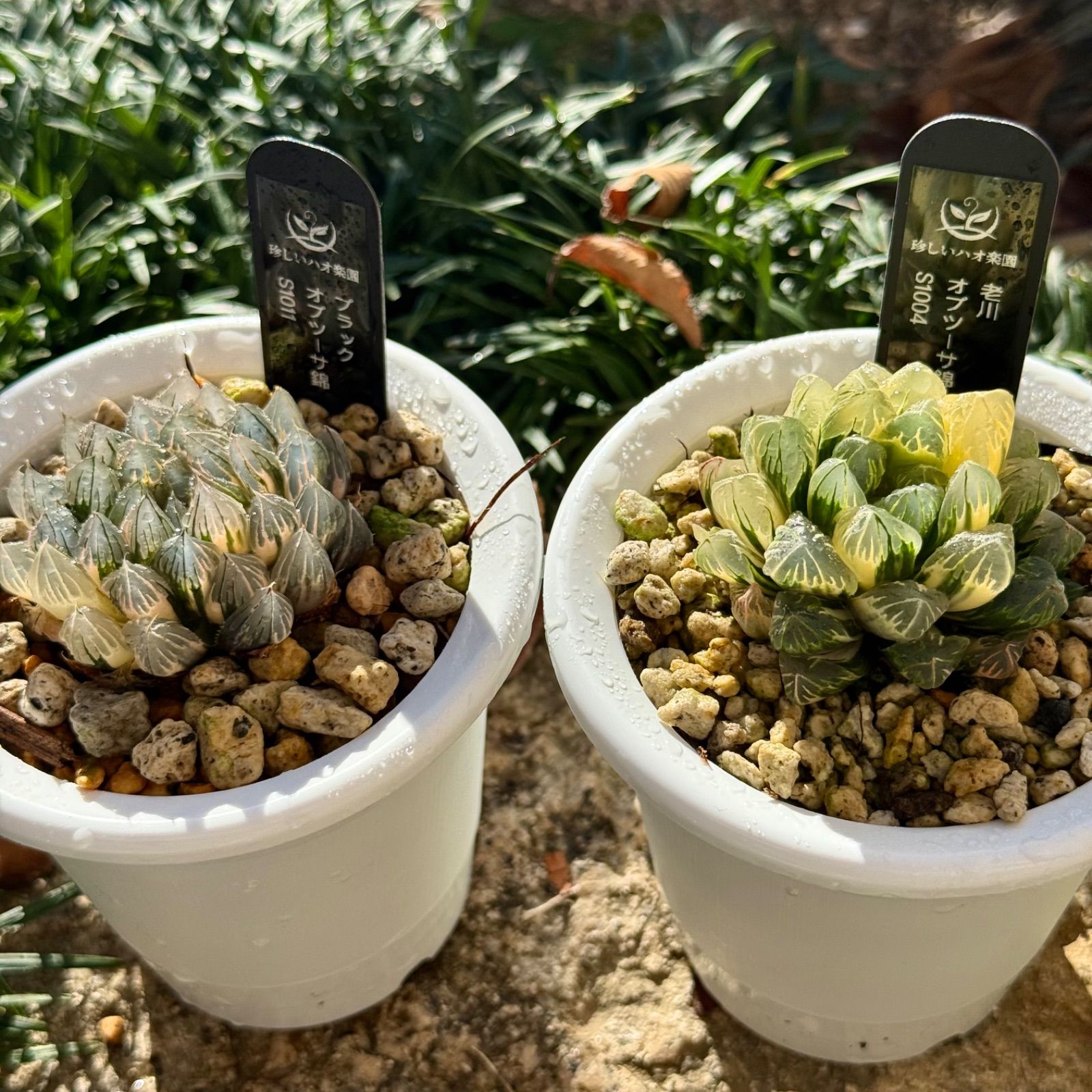 年末セール ブラックオブツーサ錦S1011、老川オブツーサ錦S1004 - メルカリ