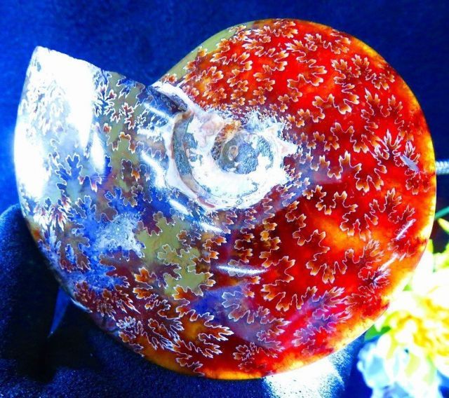 数万個の中の一個☆天然マダガスカル産 ☆ 縫合線オパールアンモナイト