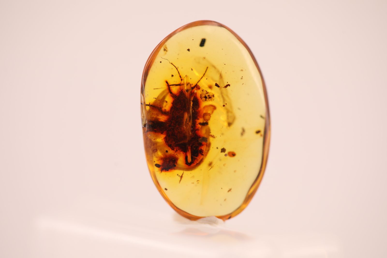 天然琥珀 虫入り琥珀 虫珀 ルース 標本 一点物 HPA01012 - メルカリ