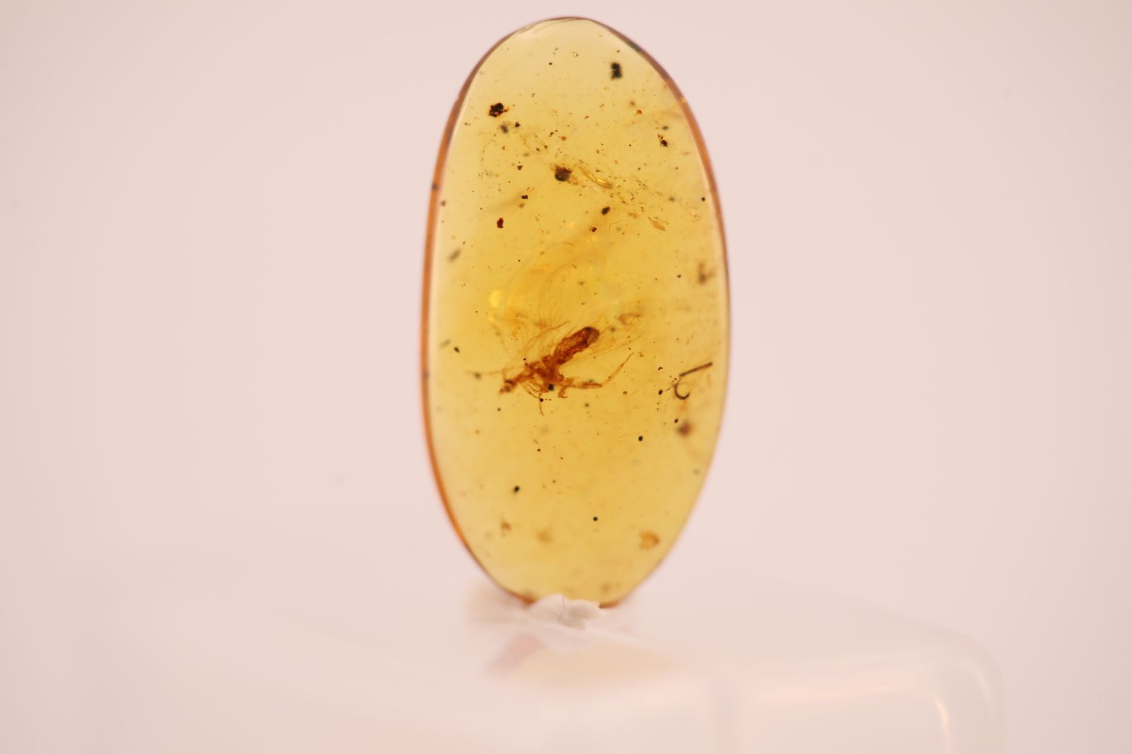ルース | 虫入り琥珀 天然琥珀 - 虫珀 標本 一点物 AZ-0014A 虫入り
